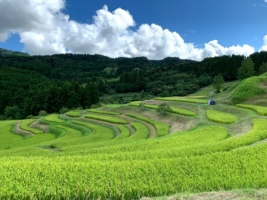 Pemandangan Terasering Pertanian Sawah Terbaik di Jepang