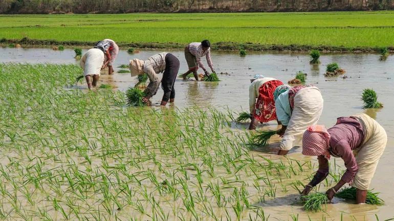 Fakta-Fakta Menarik Mengenai Bidang Pertanian Thailand