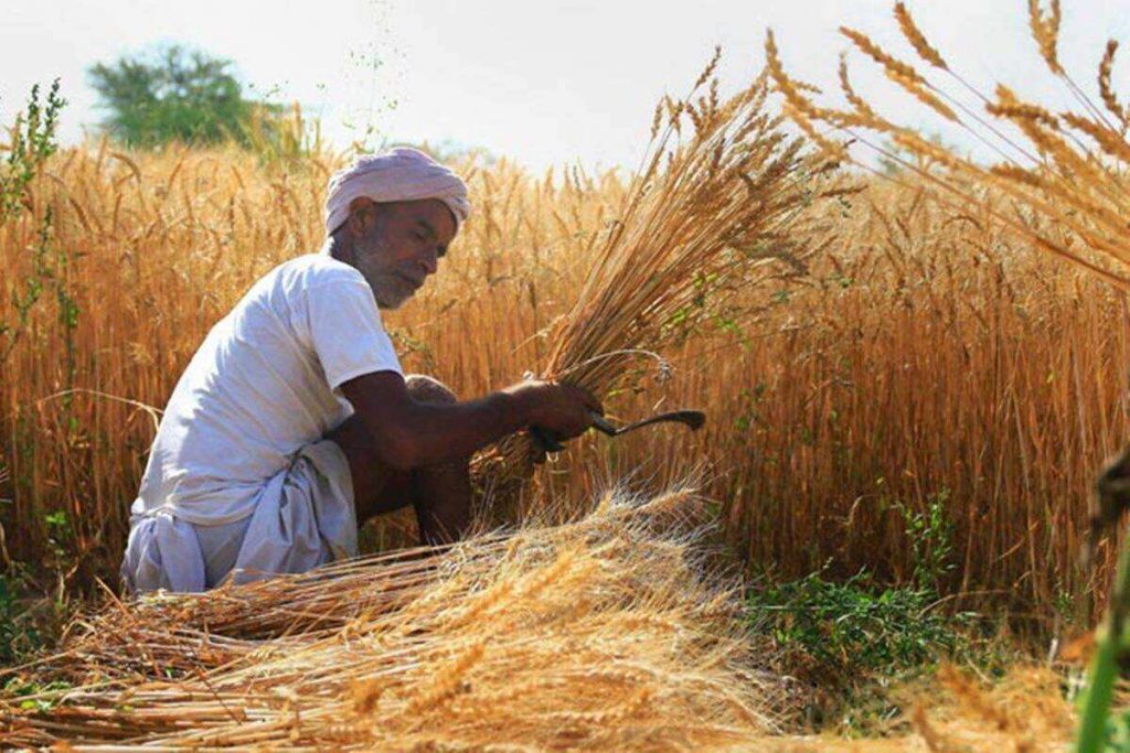 Komoditas Pertanian Yang Dihasilkan di India Saat Ini I