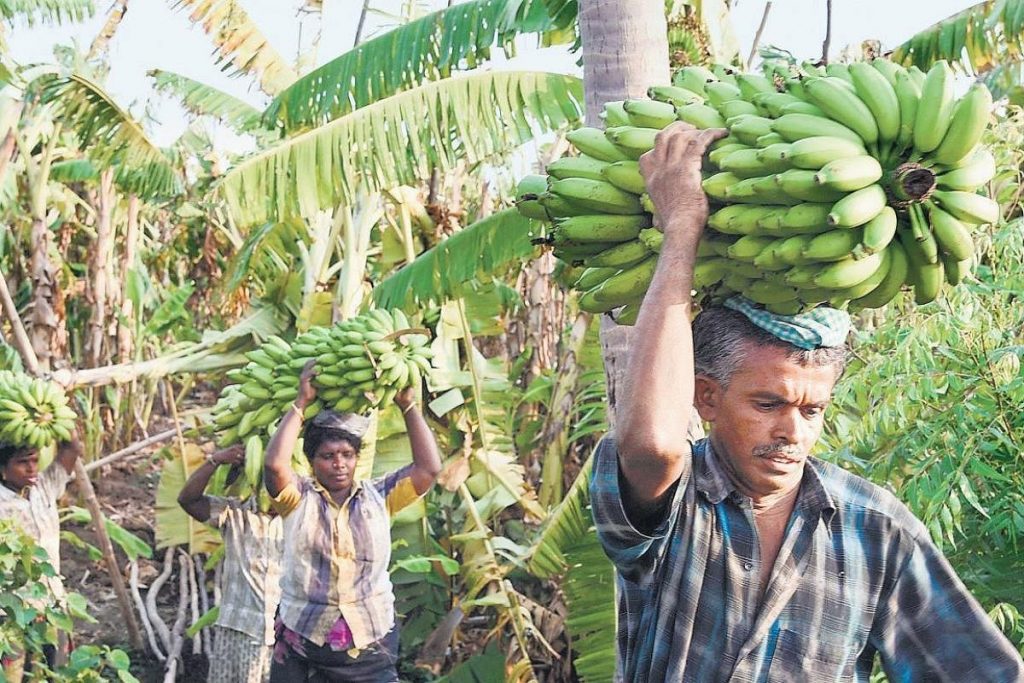Komoditas Pertanian Yang Dihasilkan di India Saat Ini II